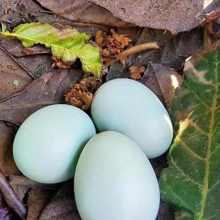 Ecofinca Selva Doramas Villa *